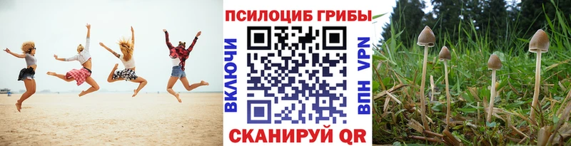 Псилоцибиновые грибы Psilocybe  магазин продажи   Ядрин 